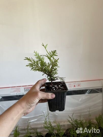 Туя смарагд