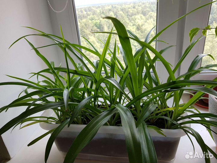 Хлорофитумы