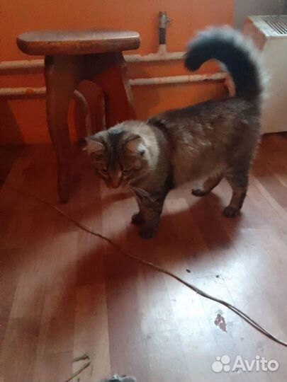 Кот в добрые руки