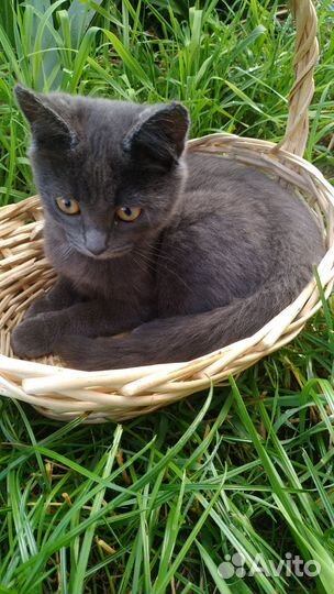 Котенок