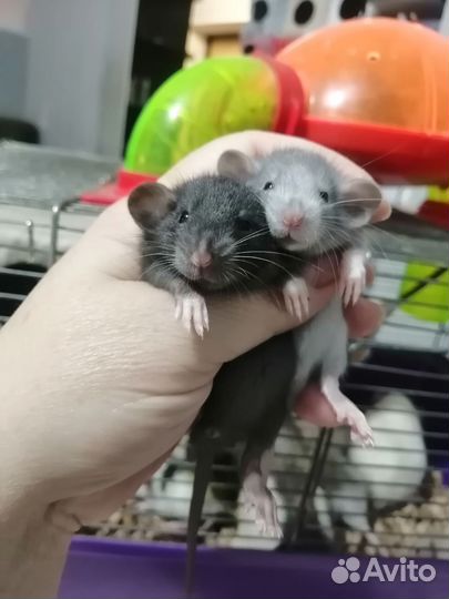 Крыса крысята дамбо рекс