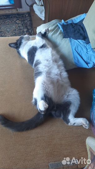 Кошка в дар