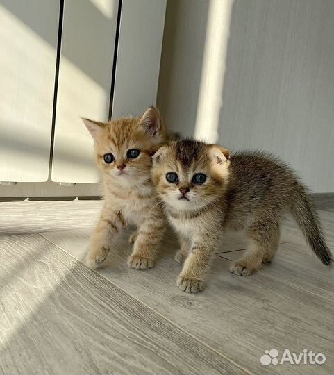 Шотландские вислоухие котята золотая шиншила