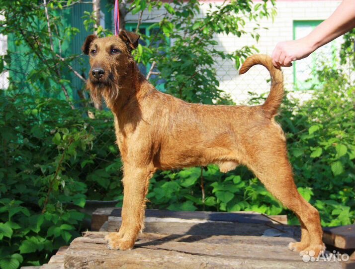 Ирландский терьер щенок кобель