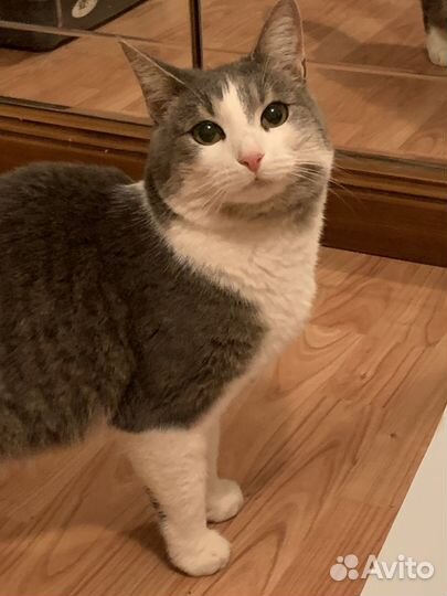 Спасите Виолу