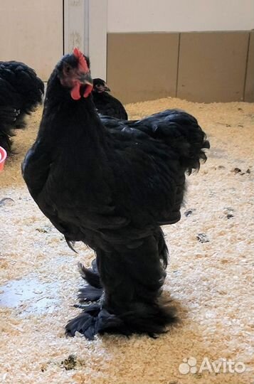 Продам петушков