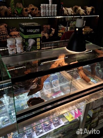 Террариум для бородатой агамы