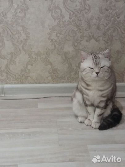 Вязка Шотландский кот