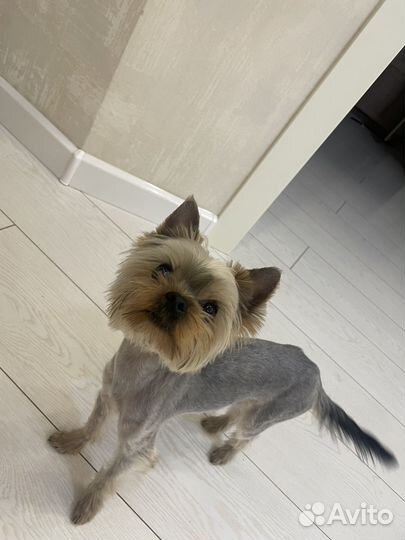 Йоркширский терьер вязка мальчик