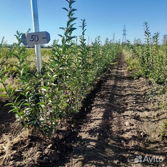 Саженцы лигуструм, бирючина 1,2 года опт