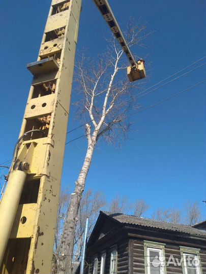 Спил деревьев