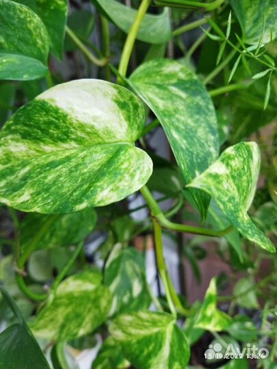 Эпипремнумы