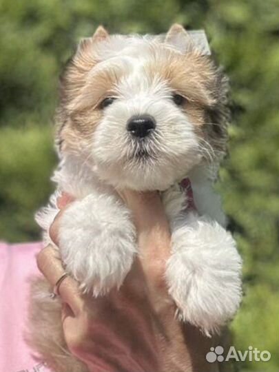 Девочка золотая с белым голдаст