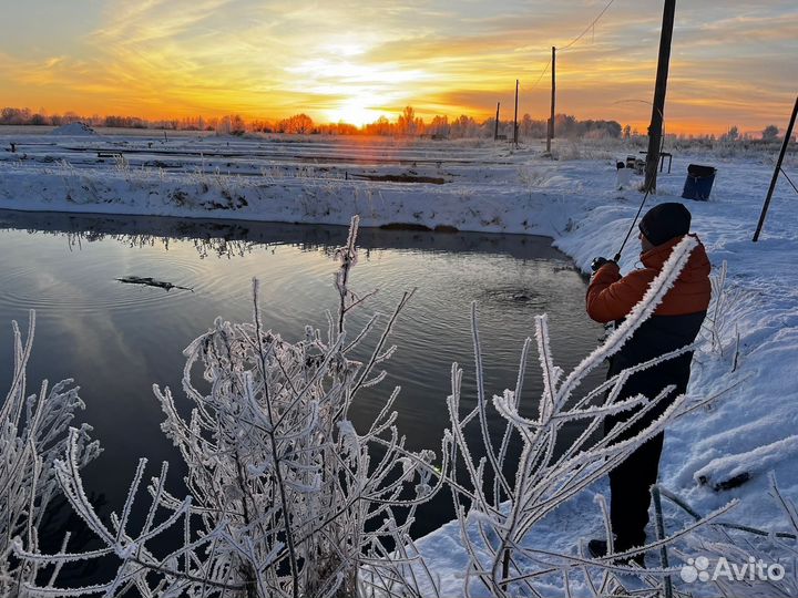 Форель живая