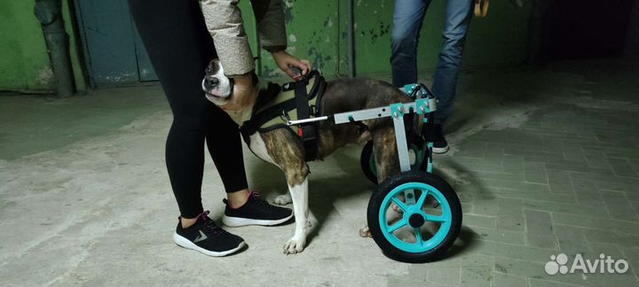 Инвалидная коляска, протез, для собак и кошек