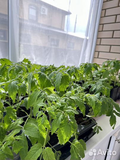 Рассада помидор