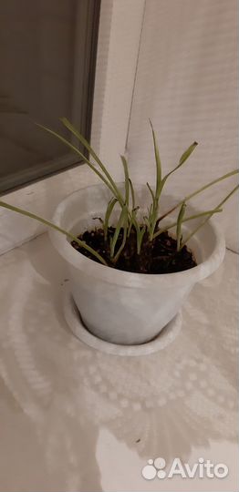Хлорофитум в горшке, в дар