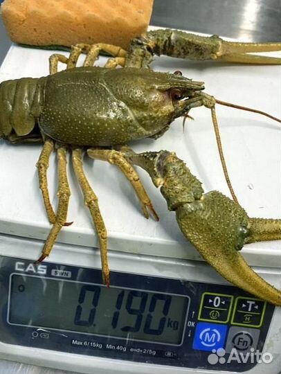 Раки вареные и живые