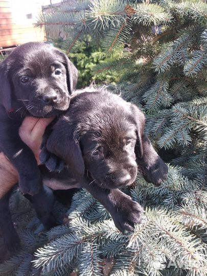 Щенки лабрадора