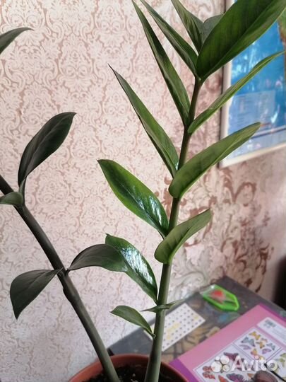 Замиокулькас