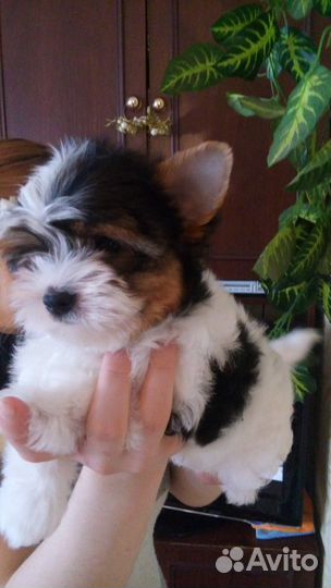 Предлагаю к продаже щенков бивера