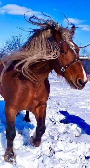 Жеребец производитель