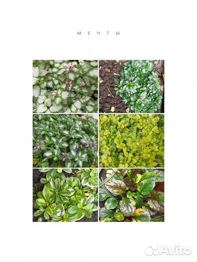 Многолетние цветы