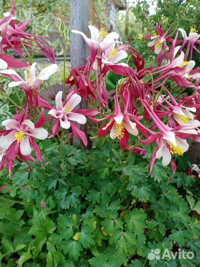 Хризантема, ромашка, аквилегия