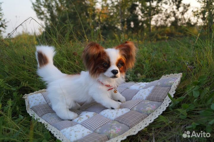 Щенок Папильон (игрушка интерьерная реалистичная)