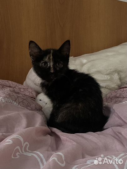 Котята в добрые руки 2 месяца