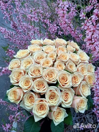 Розы голландия. Букет 25 роз