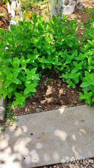 Мята сортовая