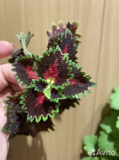 Цветы комнатные Колеусы разные, сингониум