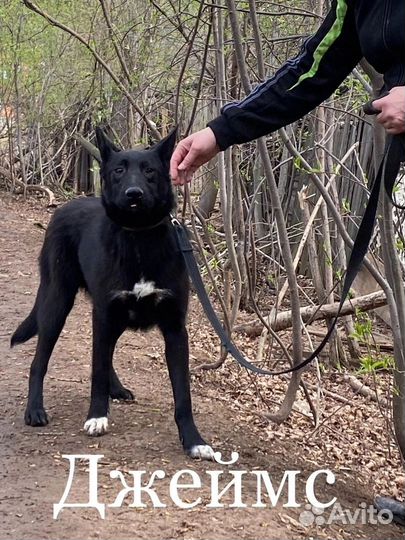 Собака в добрые руки