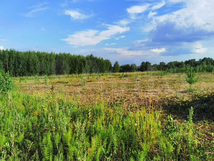 Участок 12 сот. (СНТ, ДНП)