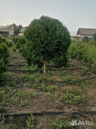 Саженцы туи заподной