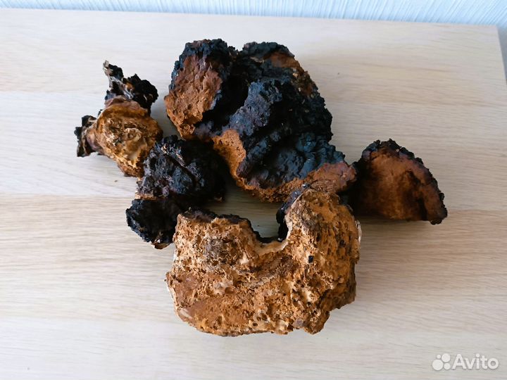 Чага березовая Карелия