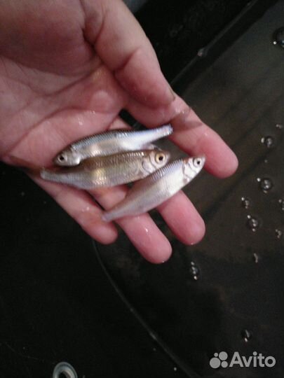 Живец чебак