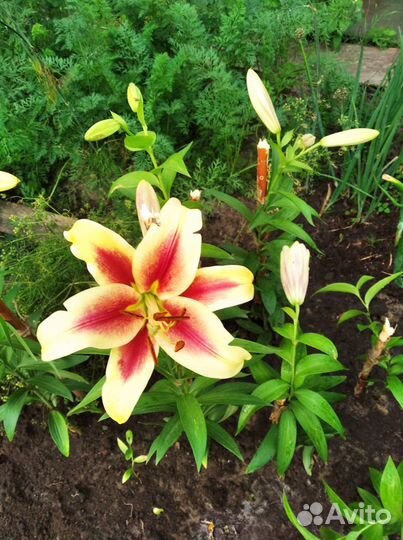 Продам лилию