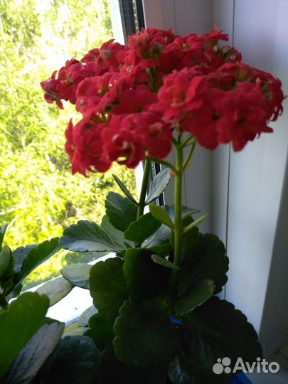 Каланхоэ красного цвета