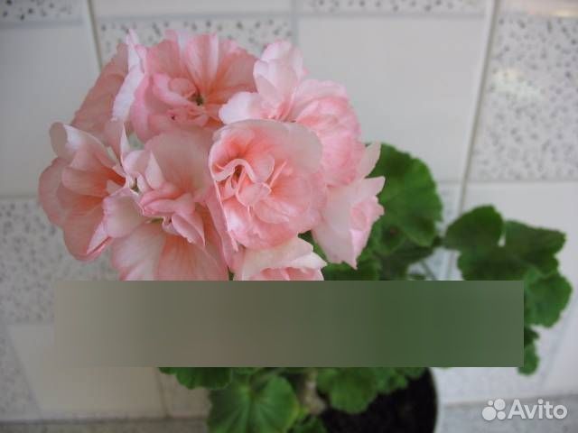 Пеларгония сортовая