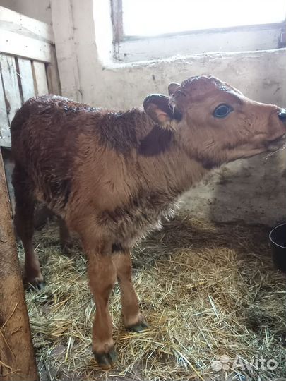 Полукровные джерсийские телята и коровы