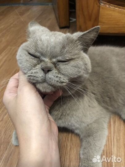 Найдена кошка