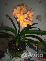 Цветок Кливия