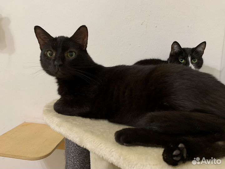 Котик Шоколадный в дар