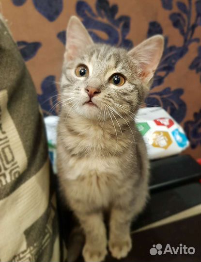 Кошка в дар