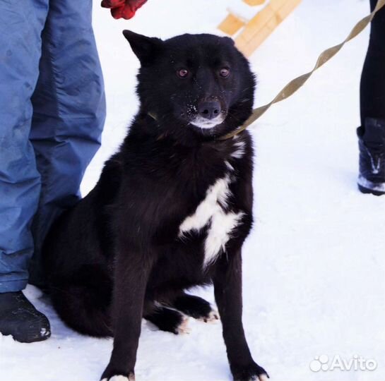 Чудо-собака в поиске Дома