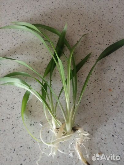 Хлорофитум