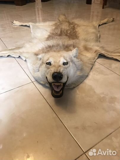 Шкура волка с головой