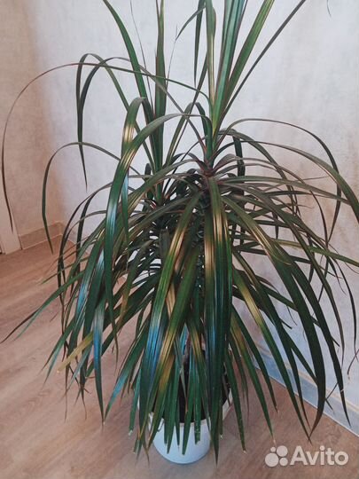 Пальма драцена